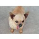 Ludwig, Chihuahua kurzhaariger Schlag - Rüde