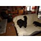 Ludwig, Perser-Mischling - Kater
