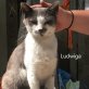 Ludwiga geb. 2016 sucht ihre Familie - Katze