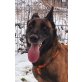 Luffy, Malinoise - Rüde