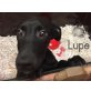 Lugo, Galgo - Rüde