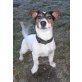 Lui - Ambros vom Mayer zu Au Gut, Jack-Russell-Terrier Welpen - Rüde