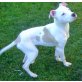 Lui, Amerikanischer Staffordshire-Terrier Welpen - Rüde