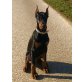 Lui, Dobermann Welpen - Rüde