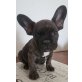 Lui, Französische Bulldogge Welpen - Rüde