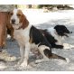 Luigi, Beagle - Rüde