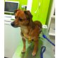 Luigi, Chihuahua-Dackel-Mix - Rüde