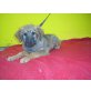 Luigi, Schferhund-GoldenRetriever-Mix Welpen - Rüde