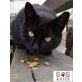 Luigi, Tierschutzverein SOS Katze - Kater