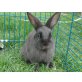 Luigi, Zwerkaninchen-Mix - männlich