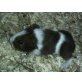 Luigo, Sheltie - männlich