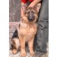 Luigy, Deutscher Schäferhund Welpen - Rüde