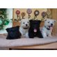 Luis, Nina, Miro und Lorry, Cairn-Terrier - Rüde