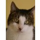 Luis, Pflegestelle in 85777 Fahrenzhausen - Kater