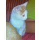 Luis, kleines Babykätzchen  - Kater