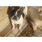 Luisa, Französische Bulldogge - Hündin