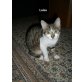 Luisa möchte auch ein eigenes Zuhause - Katze