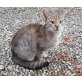 Luisa-verschmuste kleine Wildkatze - Katze