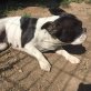 Lujza wäre ein absoluter Lottogewinn, Französische Bulldogge - Hündin