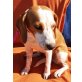 Luka, Beagle-Mischling - Hündin