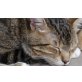 Lukas, Europäische Kurzhaarkatze - Kater