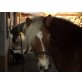Lukas, Haflinger - Wallach