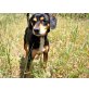 Luke, Beagle-Mix - Rüde