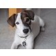 Luke, Jack-Russell-Terrier - Rüde
