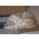 Luke, Kater Luke - Kater