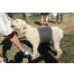 Luke, Lagotto Romagnolo Welpen - Rüde
