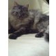 Luke, Maine Coon - Kater