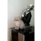 Luke Skywalker von der Persersymphonie, Perser - Kater