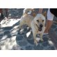 Lula, Labrador-Chowchow - Hündin