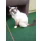 Lulu, Britisch Kurzhaarkatze - Katze