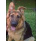 Lulu, Deutscher Schäferhund - Hündin