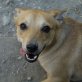 Lulu, Mix - Hündin