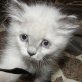 Lulu, Siam-Mix - Katze