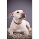 Lulu, Staffordshire Mix - Hündin
