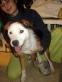 Lulu in Recklinghausen, Griffonmix - Hündin