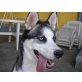 Luma, Siberian Husky - Hündin