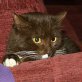 Lumi, Europäische Kurzhaarkatze - Katze