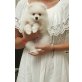 Lumi, Pomeranian  zwergspitz Welpen - Rüde