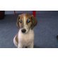 Lumpi, Beagel-Jackrassel-Mix Welpen - Rüde