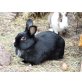 Luna, 6 Jahre alte Kaninchendame, Zwergkaninchen - weiblich