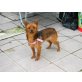 Luna 7, Spitz-Pinscher - Hündin