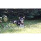 Luna, Alaskan Malamute - Hündin