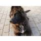 Luna, Altdeutscher Schäferhund / Husky / Eurasier - Hündin