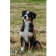 Luna, Australian Shepherd Dog Welpen - Hündin