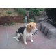 Luna, Beagle - Hündin