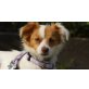 Luna Blanca, Liebevolles Hundemädchen sucht Herzensfamilie - Hündin